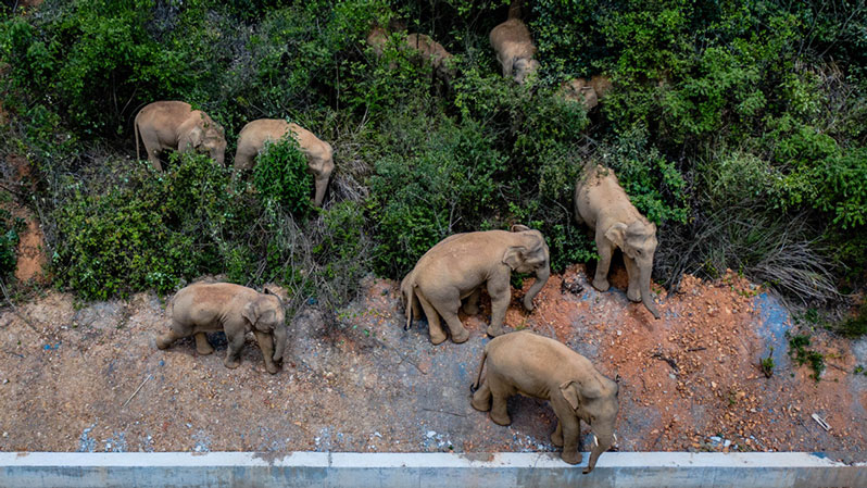 Le groupe d'éléphants voyageurs du Yunnan retrouvé sain et sauf chez lui