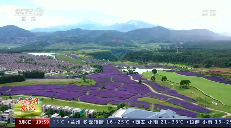 A Qushi, dans le Yunnan, des fleurs en pleine floraison accueillent des visiteurs venant de toute la Chine