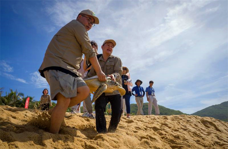 Hainan relache des tortues marines pour protéger l'océan