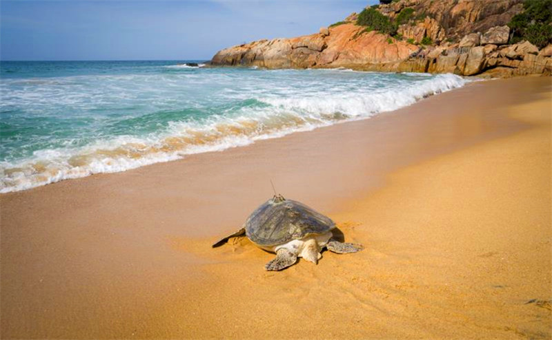 Hainan relache des tortues marines pour protéger l'océan