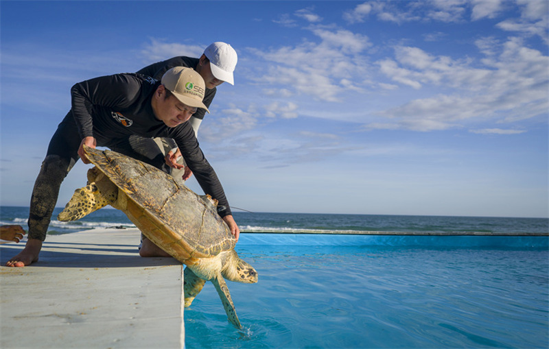 Hainan relache des tortues marines pour protéger l'océan