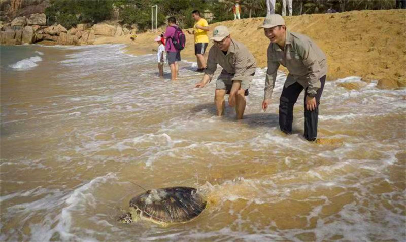 Hainan relache des tortues marines pour protéger l'océan