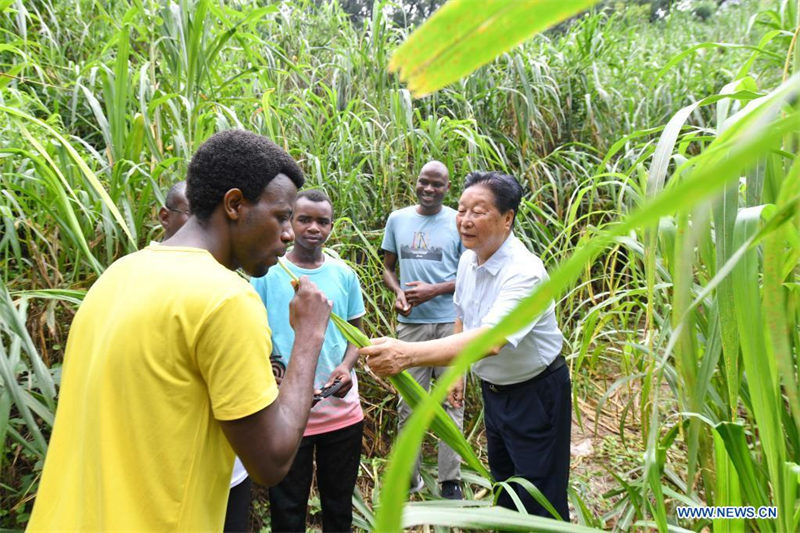 Enseignement de la technologie Juncao à des étudiants africains au Fujian