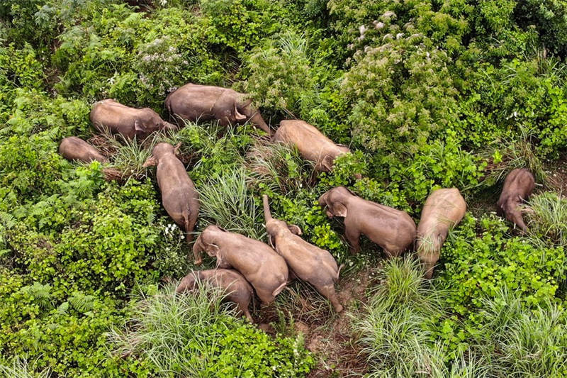 Chine : des éléphants d'Asie au Yunnan