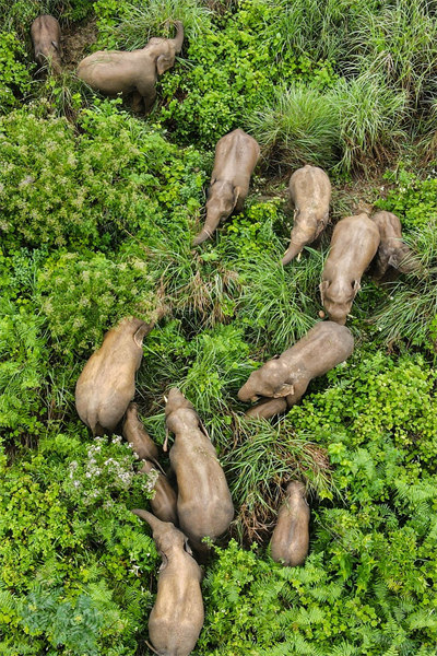 Chine : des éléphants d'Asie au Yunnan