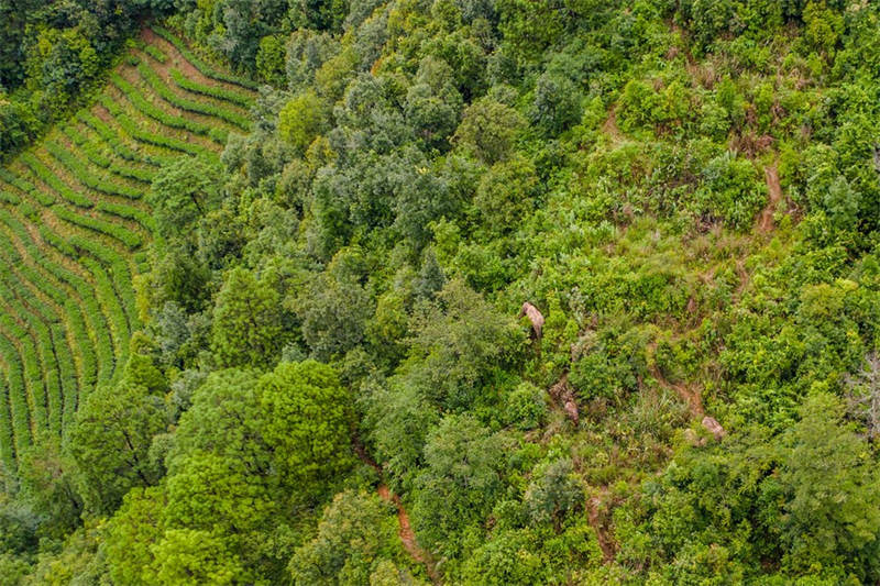 Chine : des éléphants d'Asie au Yunnan