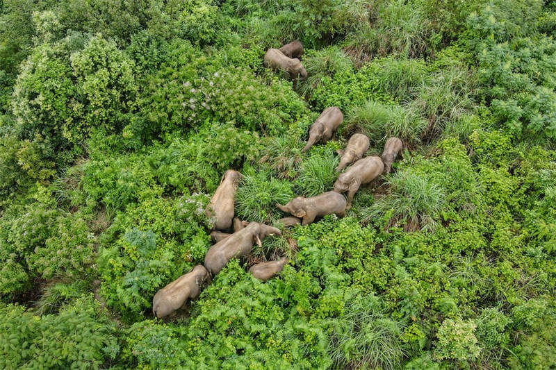 Chine : des éléphants d'Asie au Yunnan