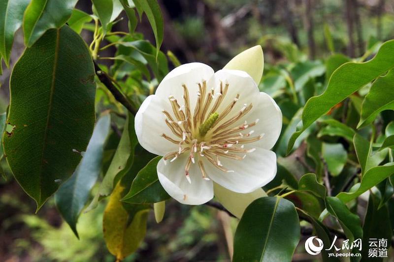 Découvrons le paradis de la flore et de la faune de Wenshan, dans le Yunnan