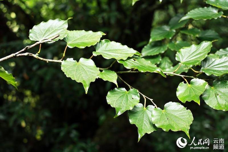 Découvrons le paradis de la flore et de la faune de Wenshan, dans le Yunnan