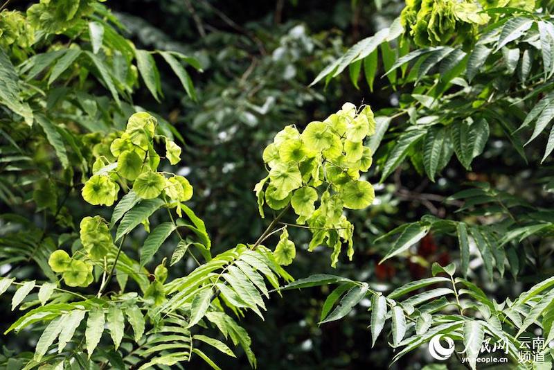 Découvrons le paradis de la flore et de la faune de Wenshan, dans le Yunnan