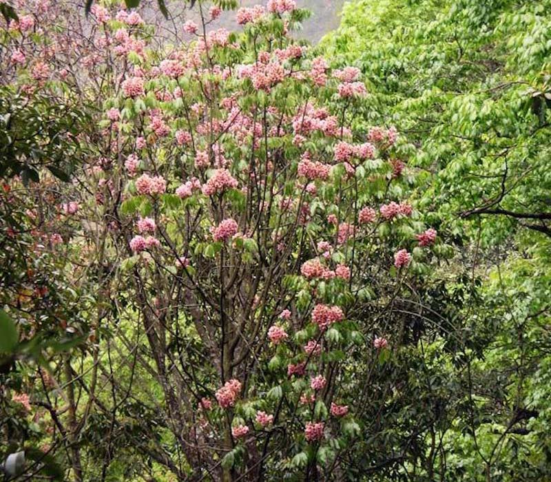 Découvrons le paradis de la flore et de la faune de Wenshan, dans le Yunnan