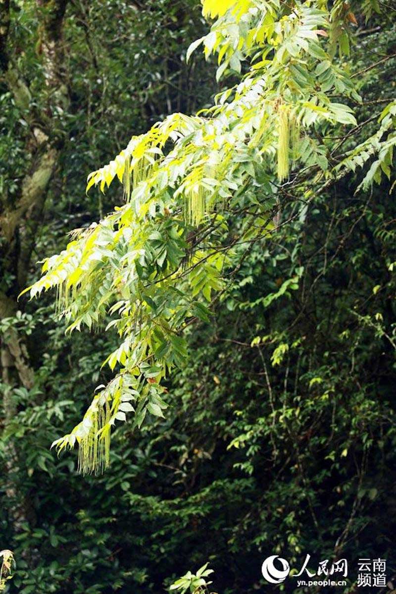 Découvrons le paradis de la flore et de la faune de Wenshan, dans le Yunnan