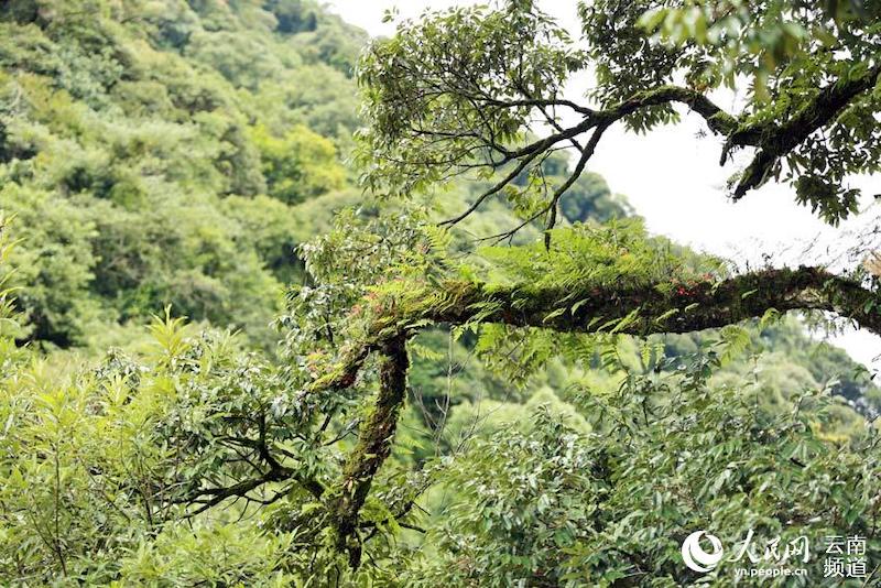 Découvrons le paradis de la flore et de la faune de Wenshan, dans le Yunnan