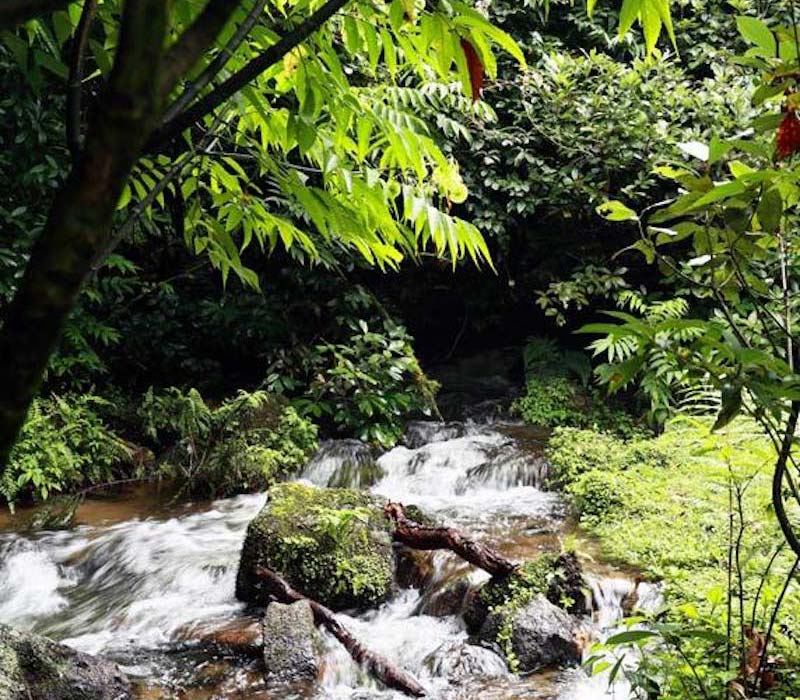 Découvrons le paradis de la flore et de la faune de Wenshan, dans le Yunnan