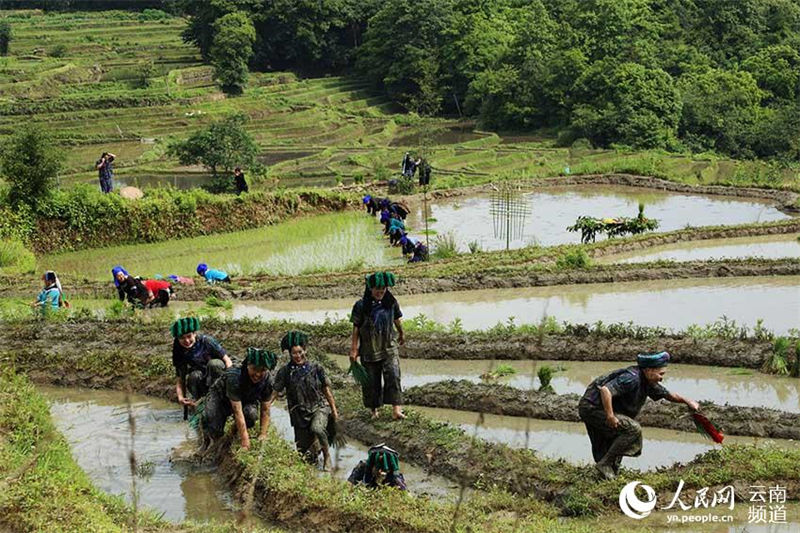 Les terrasses agricoles des Hani du Yunnan, une merveille écologique des quatre éléments