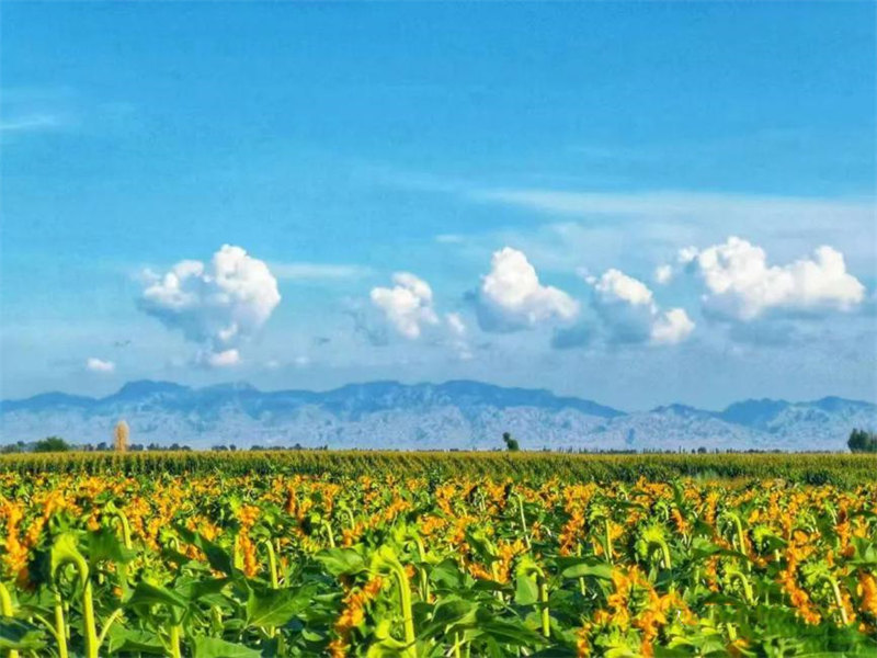 Les tournesols en pleine floraison