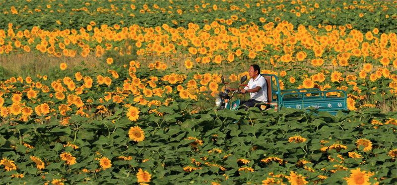 Les tournesols en pleine floraison