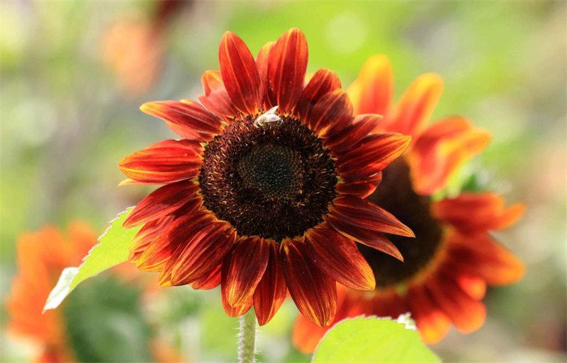 Les tournesols en pleine floraison