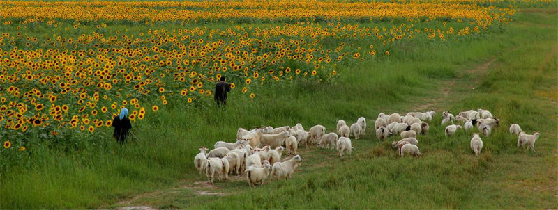 Les tournesols en pleine floraison