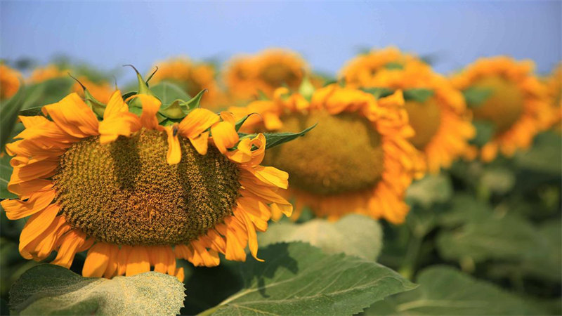 Les tournesols en pleine floraison