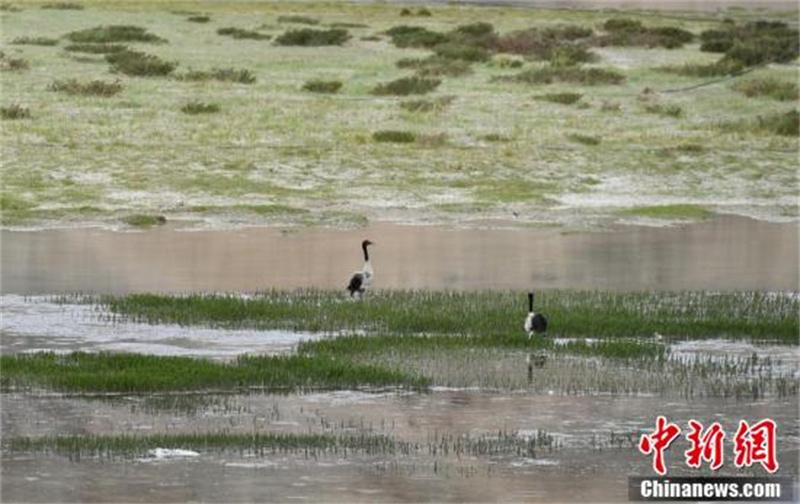 De beaux paysages de plateau créés par la protection écologique du Tibet