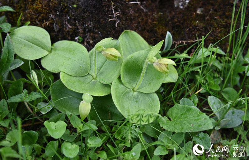 Le Cypripedium elegans. (Photo/Jiang Hong)