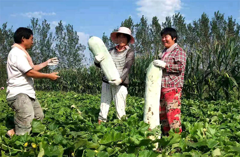 Des agriculteurs du Henan ont cultivé une courge cireuse de 181 kg et se sont progressivement engagés sur la voie de la richesse