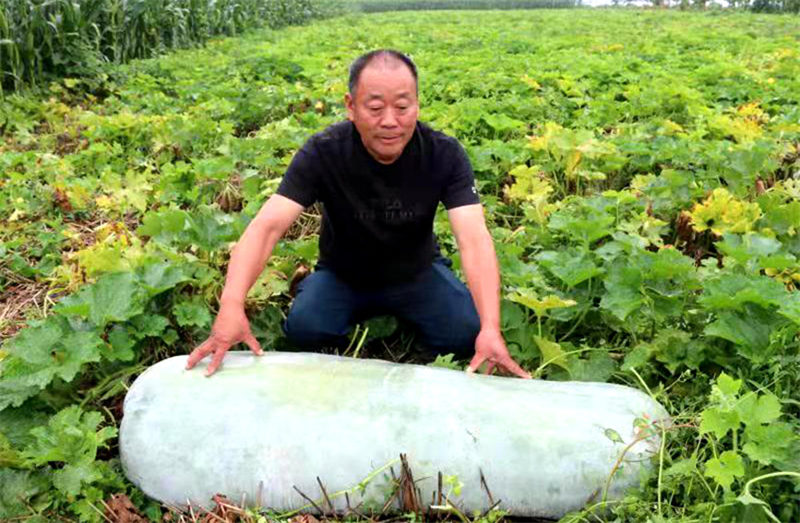 Des agriculteurs du Henan ont cultivé une courge cireuse de 181 kg et se sont progressivement engagés sur la voie de la richesse