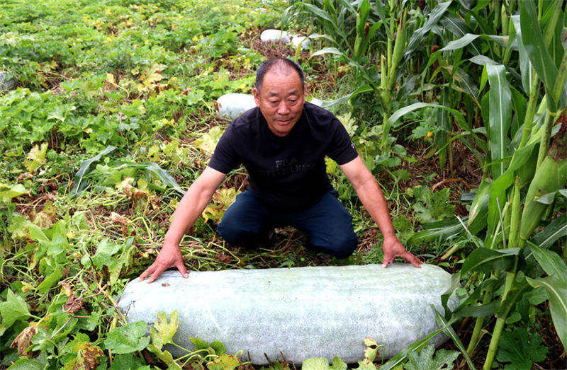 Des agriculteurs du Henan ont cultivé une courge cireuse de 181 kg et se sont progressivement engagés sur la voie de la richesse