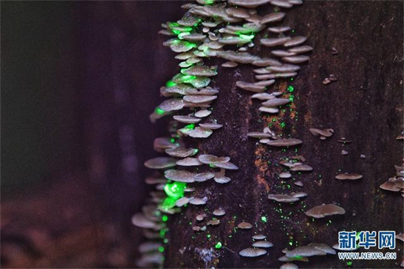 Des champignons émettent une lumière fluorescente dans le Parc botanique tropical de Xishuangbanna, dans le Yunnan