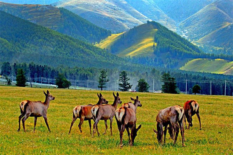 Des prairies luxuriantes et des cerfs élaphes en troupeaux à Hami, dans le Xinjiang. (Cai Zengle / Pic.people.com.cn)