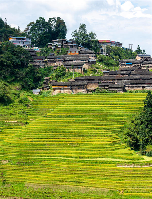 Les champs en terrasse dorés au début de l'automne à Congjiang, dans le Guizhou