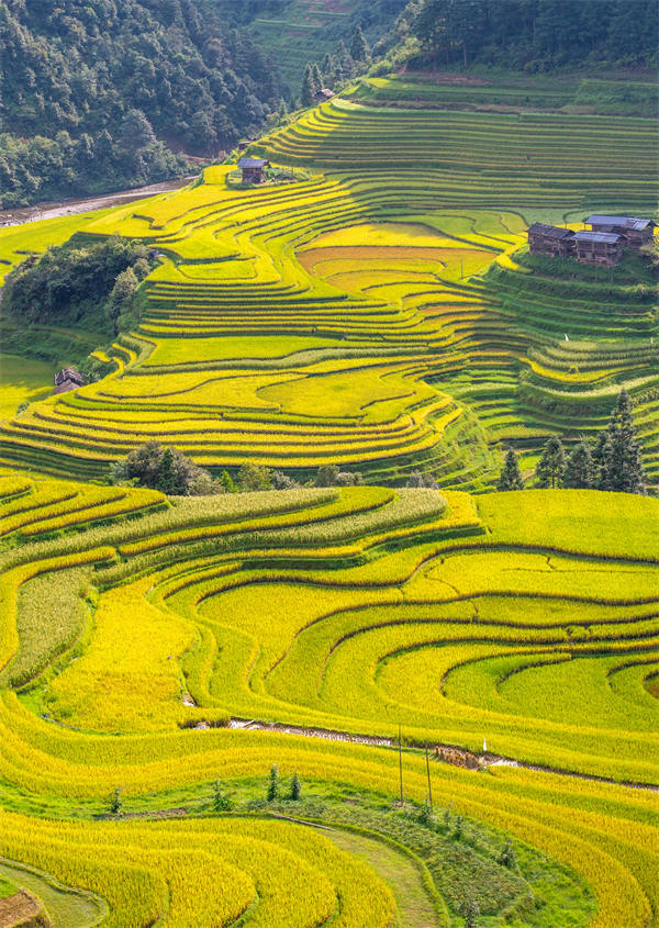 Les champs en terrasse dorés au début de l'automne à Congjiang, dans le Guizhou