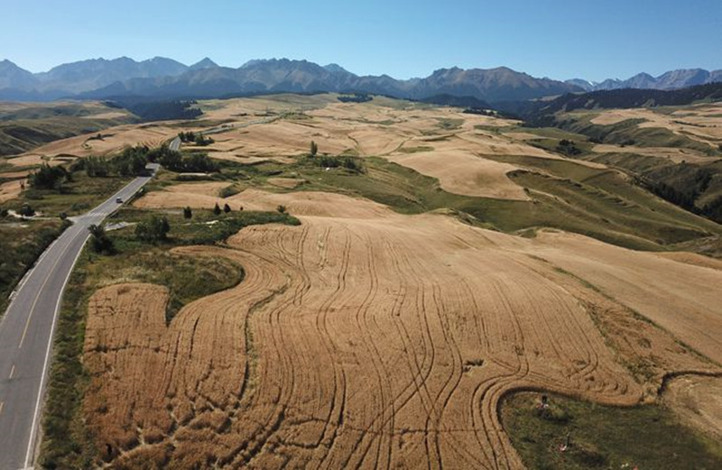 Nouveau record en vue pour la récolte de céréales au Xinjiang