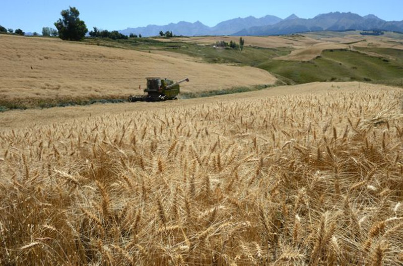 Nouveau record en vue pour la récolte de céréales au Xinjiang