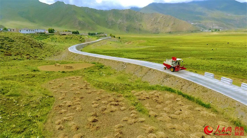 La récolte de l'orge du Tibet bat son plein dans le village de Redui à Lhassa