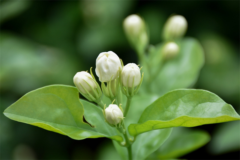 Guangxi : le jasmin de Hengzhou parfume le monde