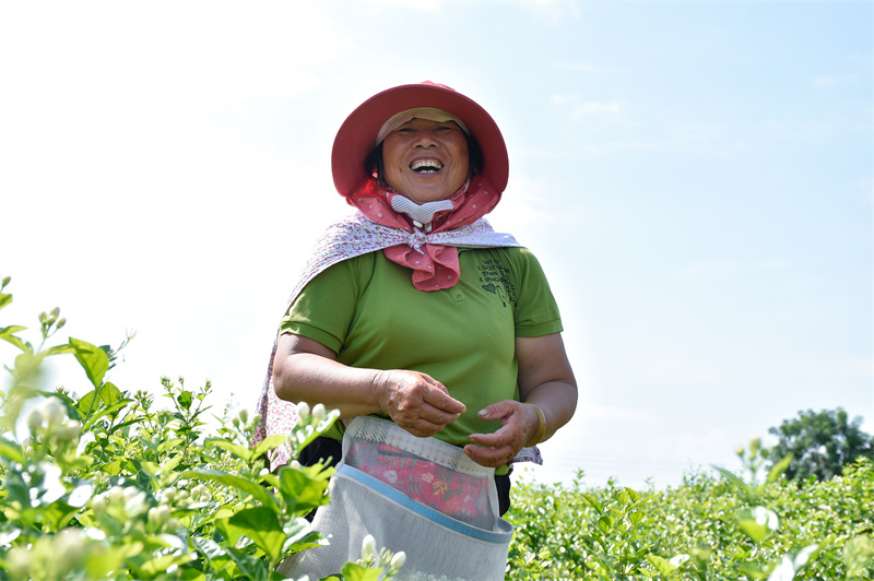 Guangxi : le jasmin de Hengzhou parfume le monde