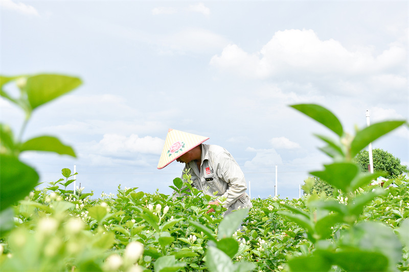 Guangxi : le jasmin de Hengzhou parfume le monde