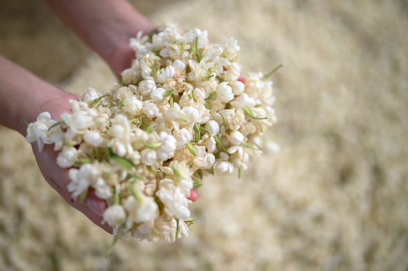 Guangxi : le jasmin de Hengzhou parfume le monde