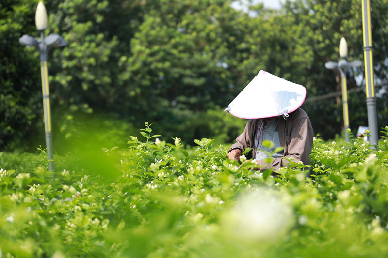 Guangxi : un p?le de compétitivité grace au jasmin de Hengzhou