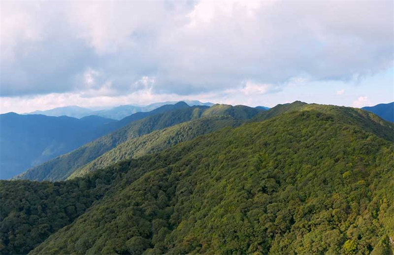 La symbiose et l'harmonie des forêts de théiers dans le mont Ailao, à Zhenyuan, dans le Yunnan