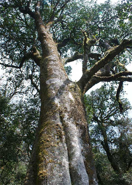 La symbiose et l'harmonie des forêts de théiers dans le mont Ailao, à Zhenyuan, dans le Yunnan