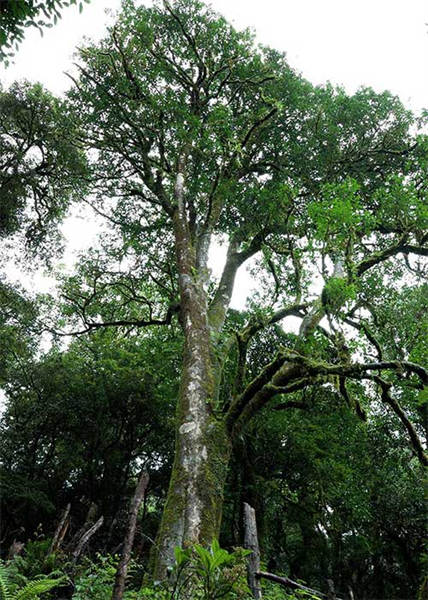 La symbiose et l'harmonie des forêts de théiers dans le mont Ailao, à Zhenyuan, dans le Yunnan