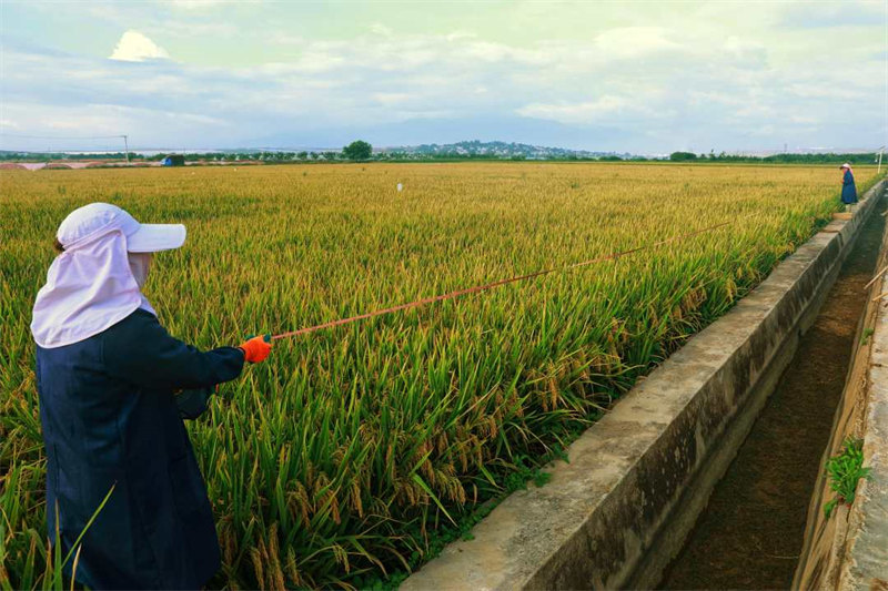 Une variante de riz super hybride atteint un rendement de plus de 1 100 kg par mu dans le Yunnan