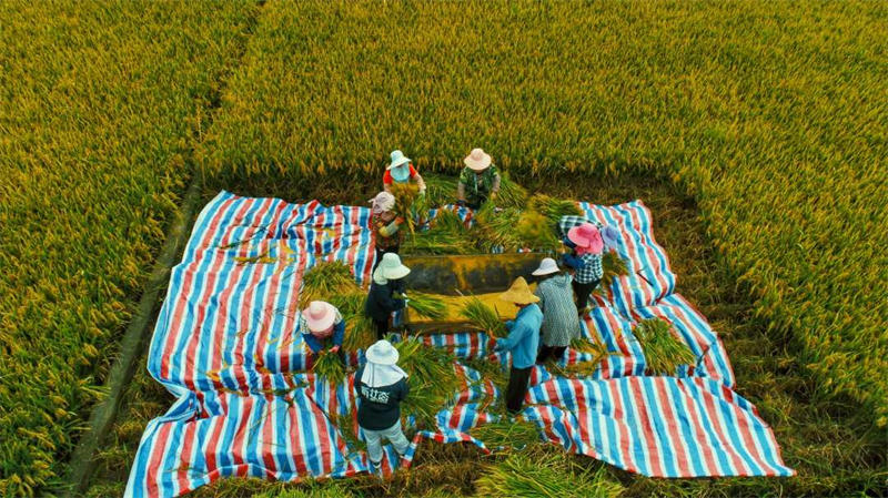 Une variante de riz super hybride atteint un rendement de plus de 1 100 kg par mu dans le Yunnan