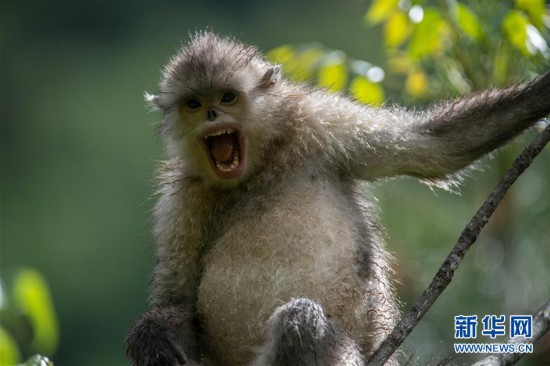 La Chine réfléchit à une directive nationale sur la conservation de la biodiversité