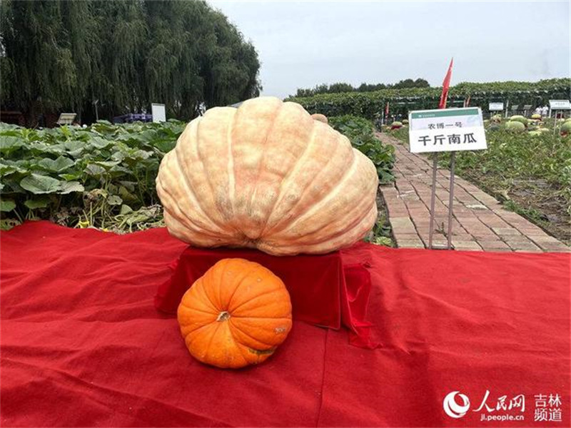 Jilin : des fruits et légumes géants suscitent l'admiration à l'Exposition internationale de l'agriculture et de l'alimentation