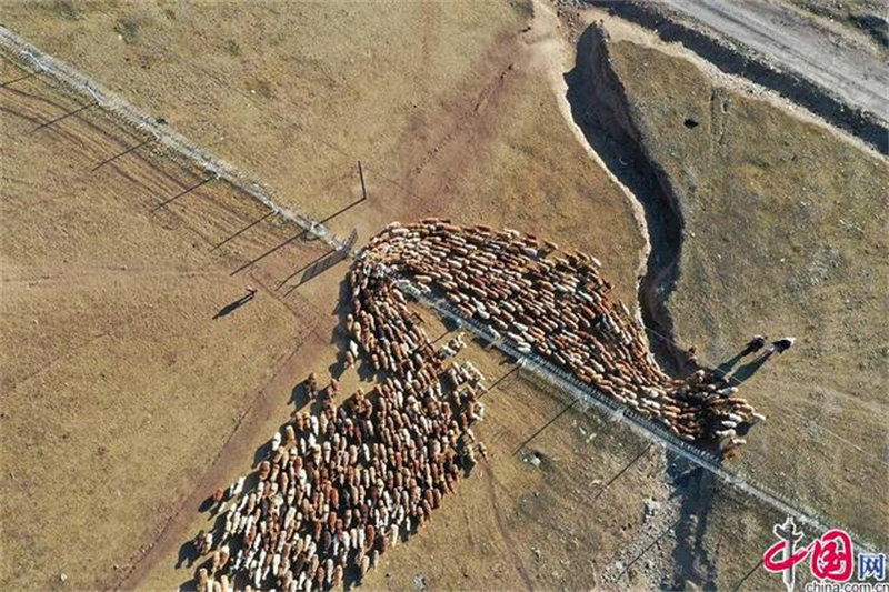 Xinjiang : la grande transhumance des bergers de l'Altay avec l'aide des policiers locaux