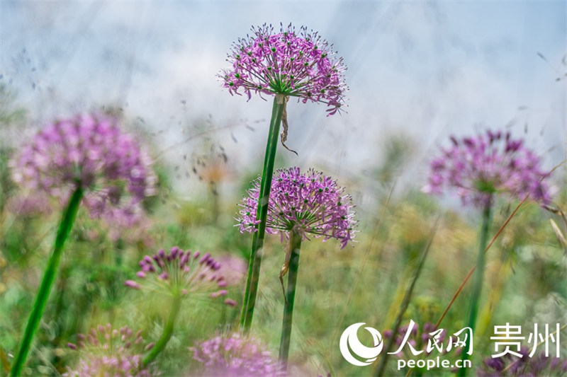 Guizhou : dix mille mu de ciboulette chinoise fleurissent, attirant les visiteurs